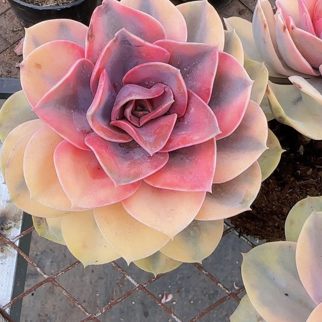 【闪购商品】彩虹锦