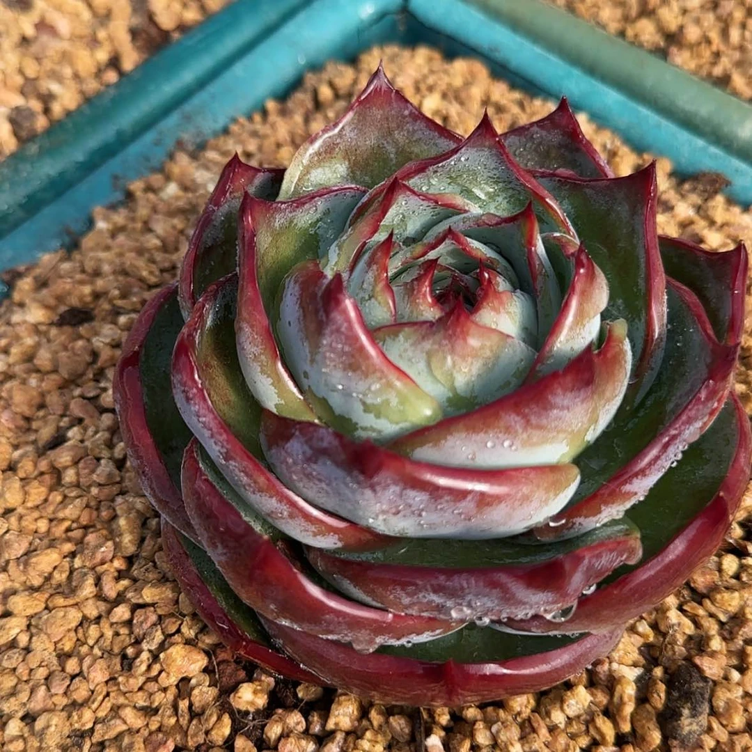 【闪购商品】小宽叶惊鸿