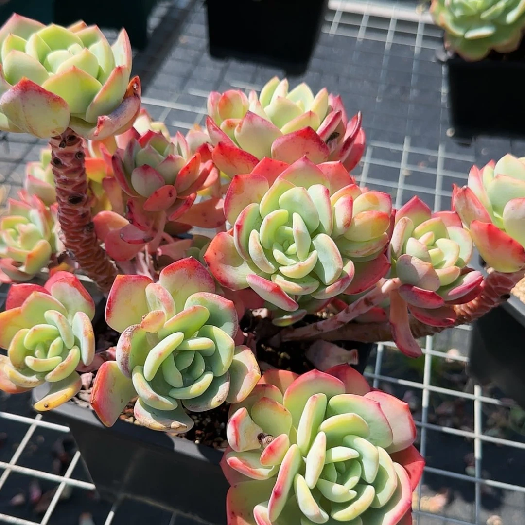 【闪购商品】老桩白月光