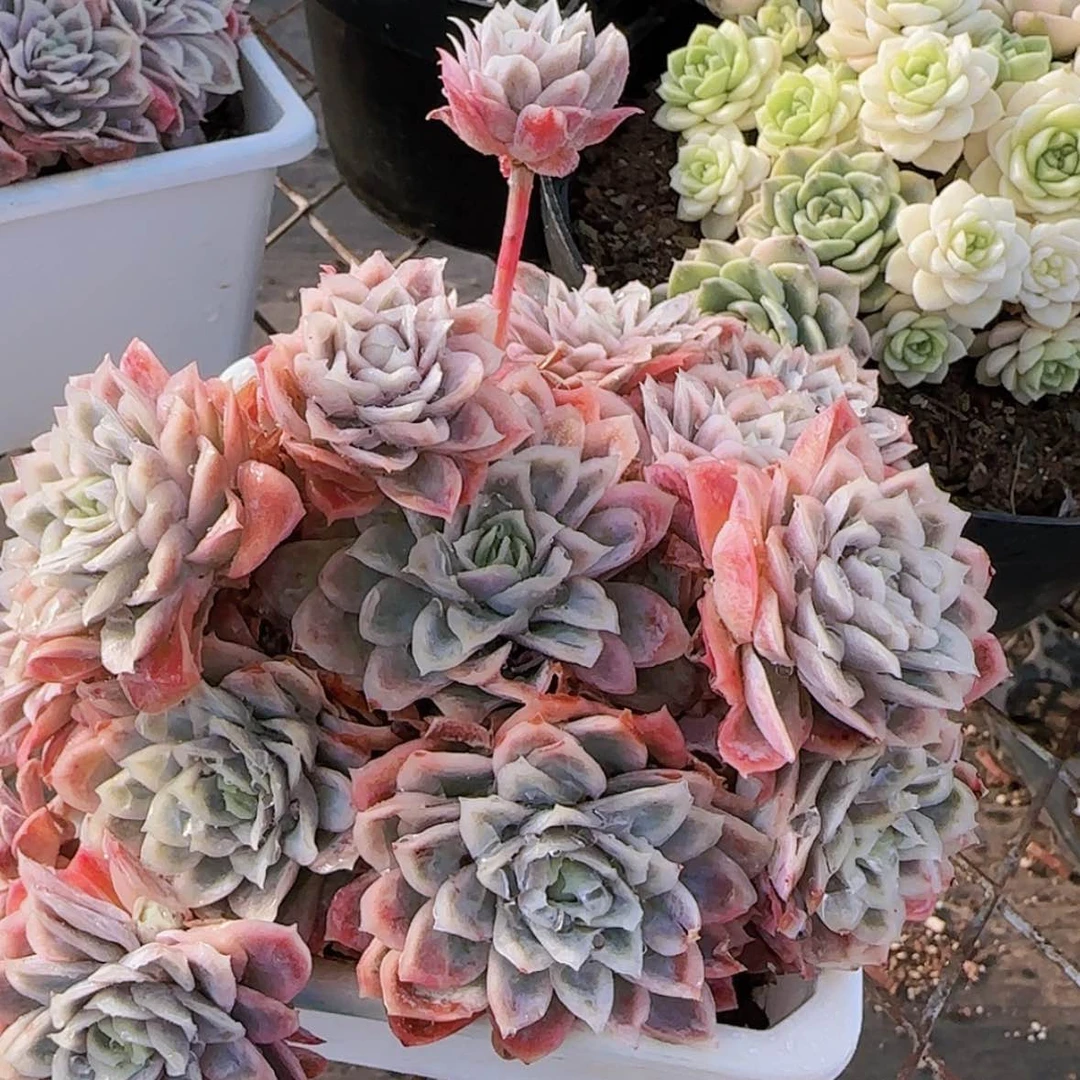 【闪购商品】女王玫瑰锦
