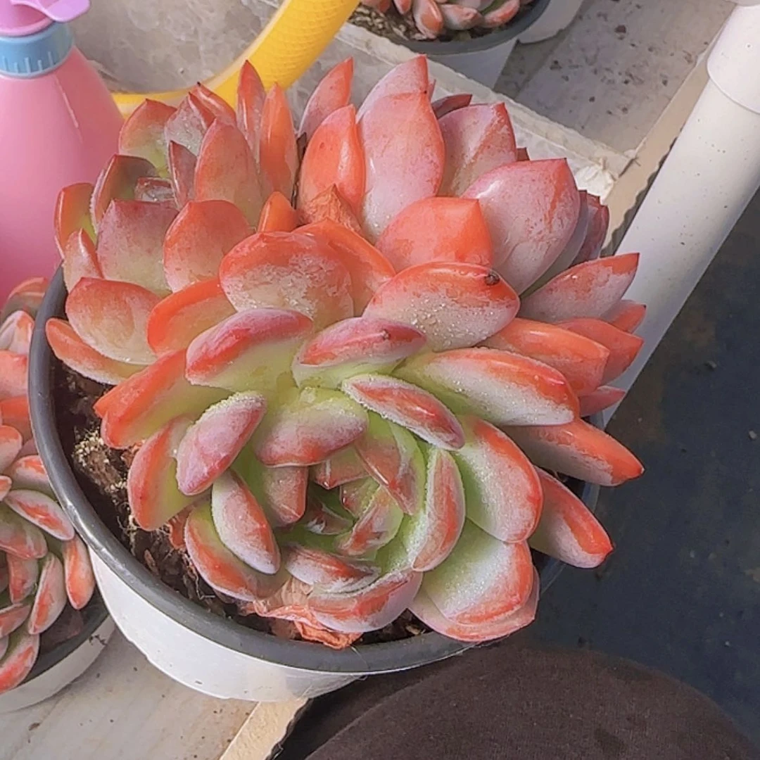 【闪购商品】三头全明星