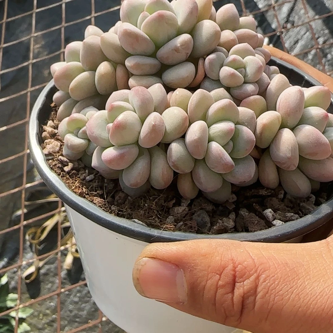 【闪购商品】泡泡糖
