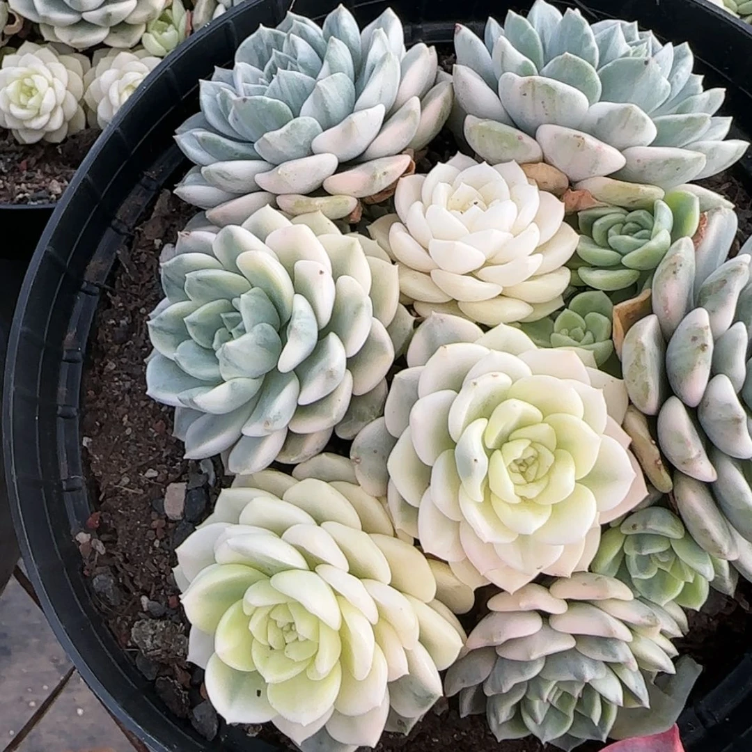 【闪购商品】粉布偶白锦