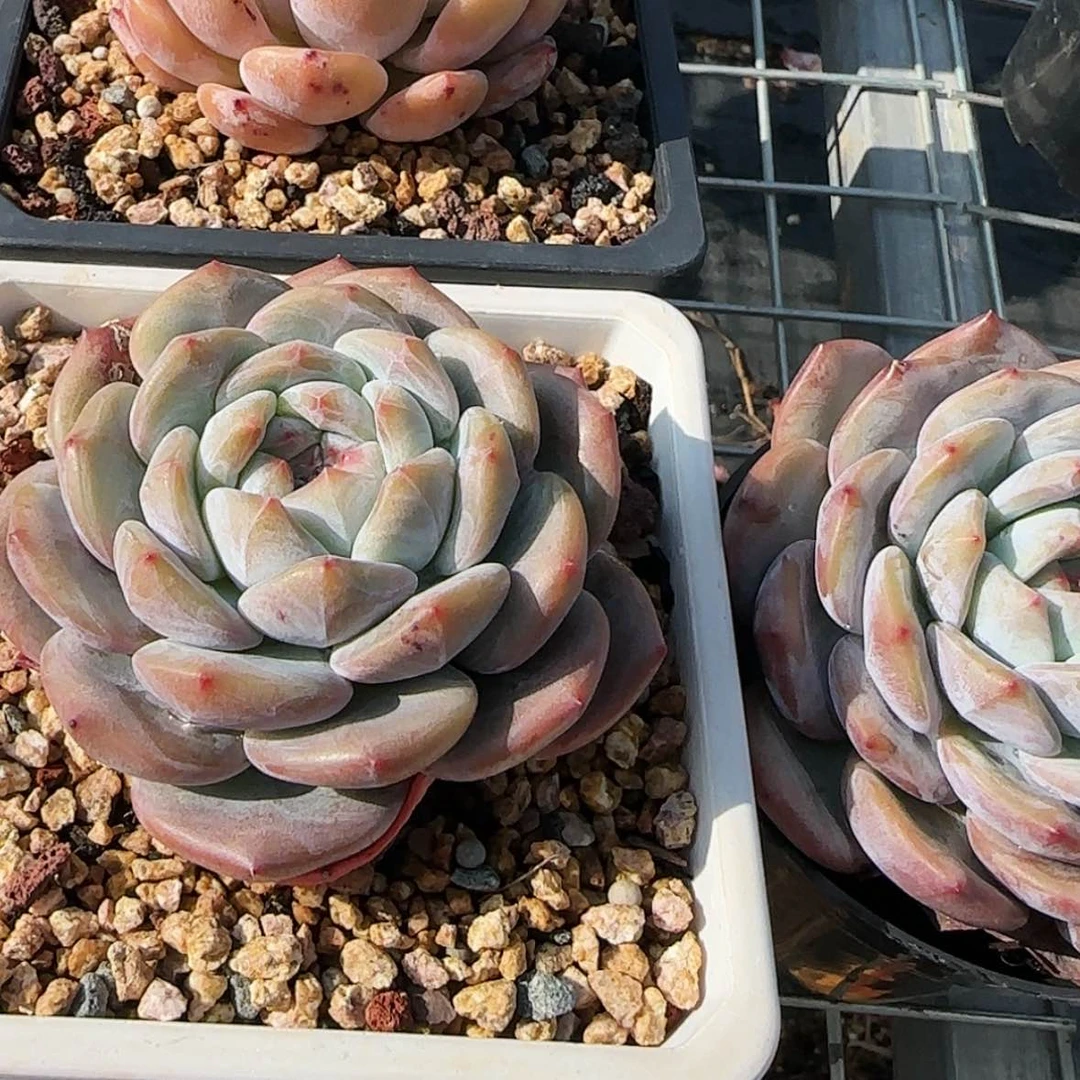 【闪购商品】石榴籽2颗