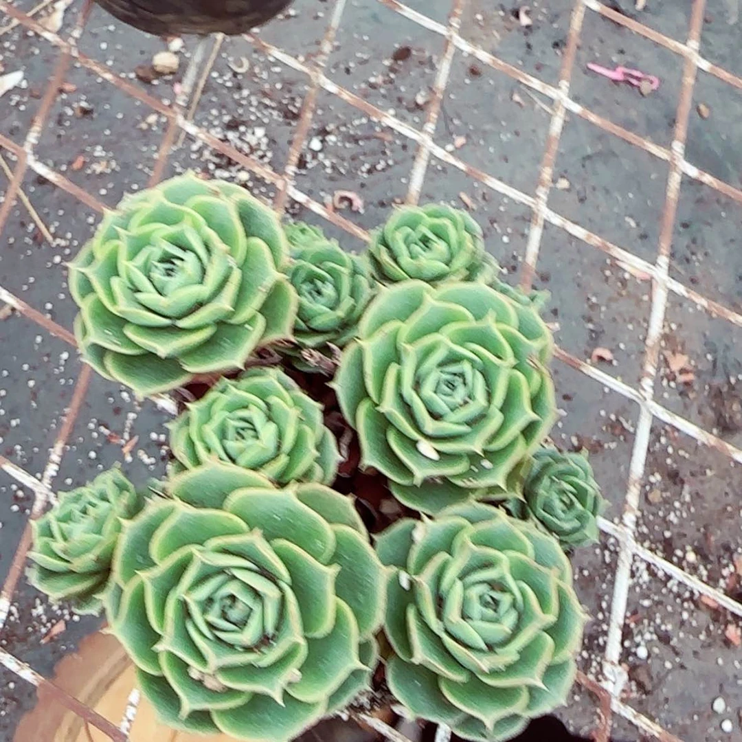 【闪购商品】罗西玛