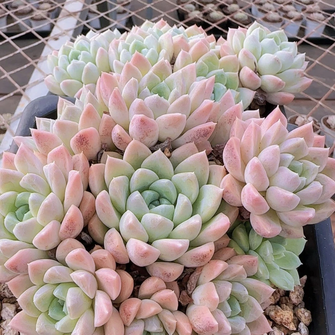 【闪购商品】手捧奶油美人