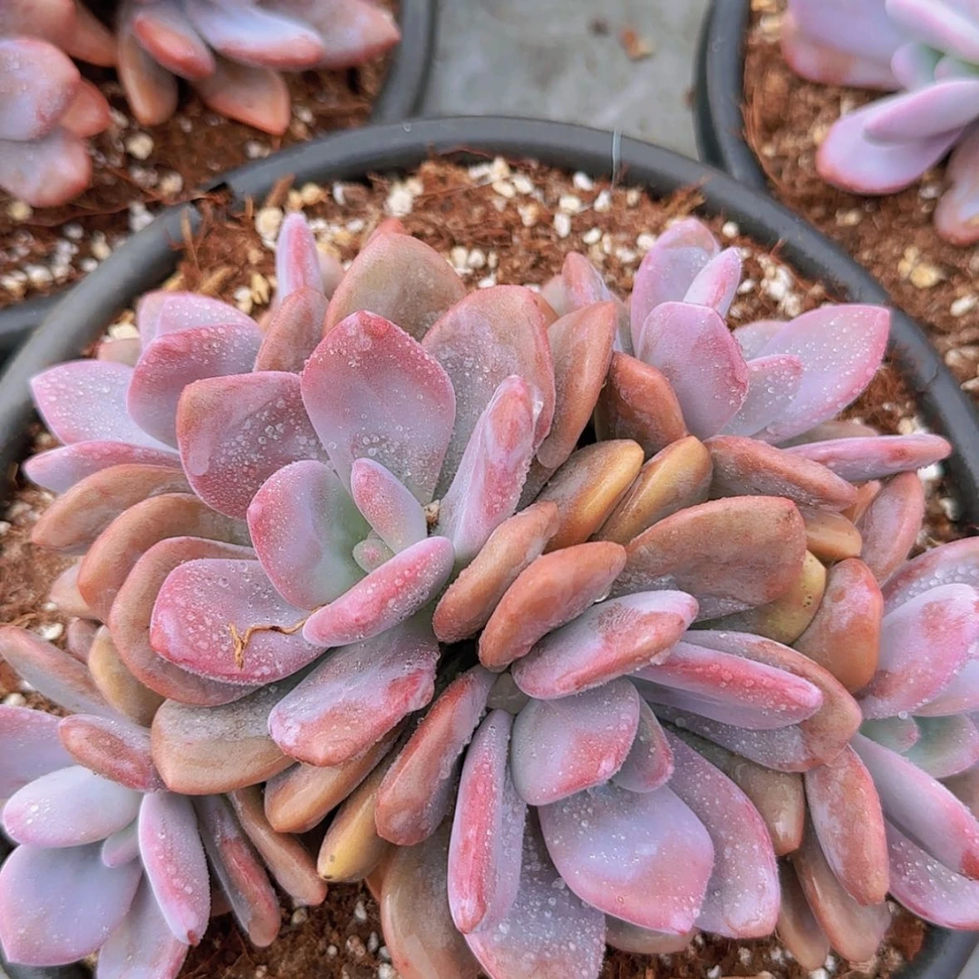 【闪购商品】大群粉兔