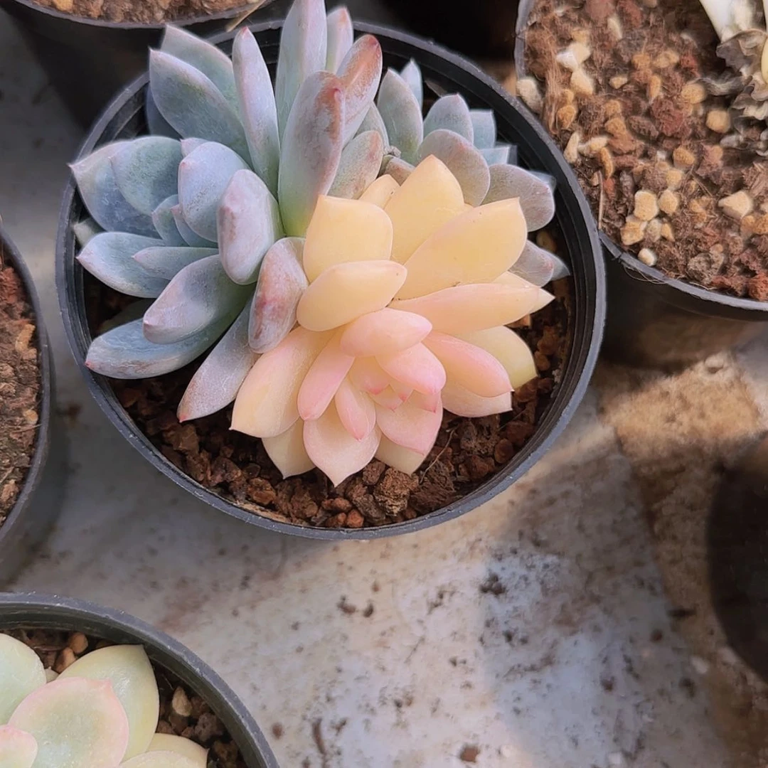 【闪购商品】橙梦露锦