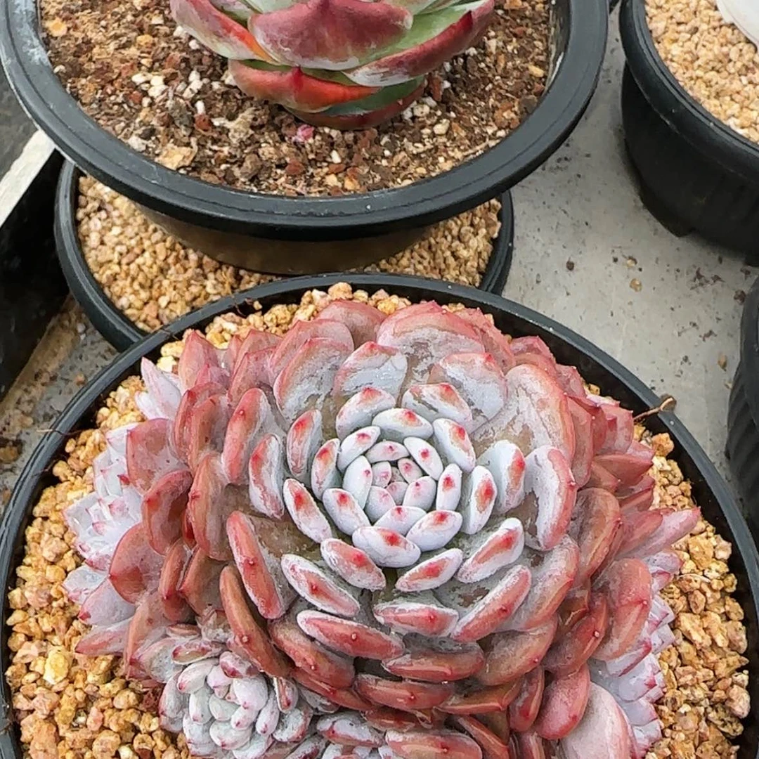 【闪购商品】大群星星橙