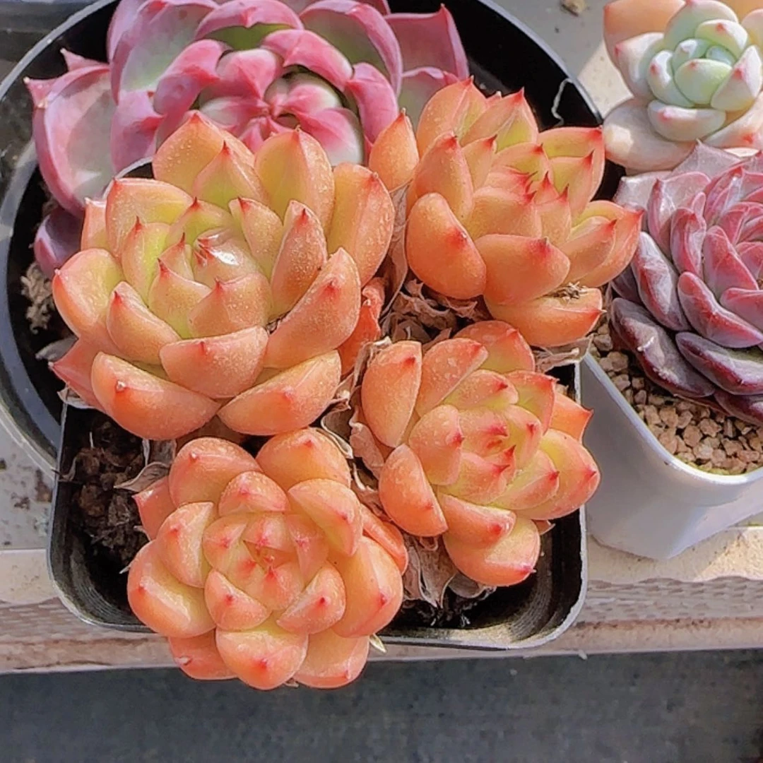 【闪购商品】晴朗珍妮