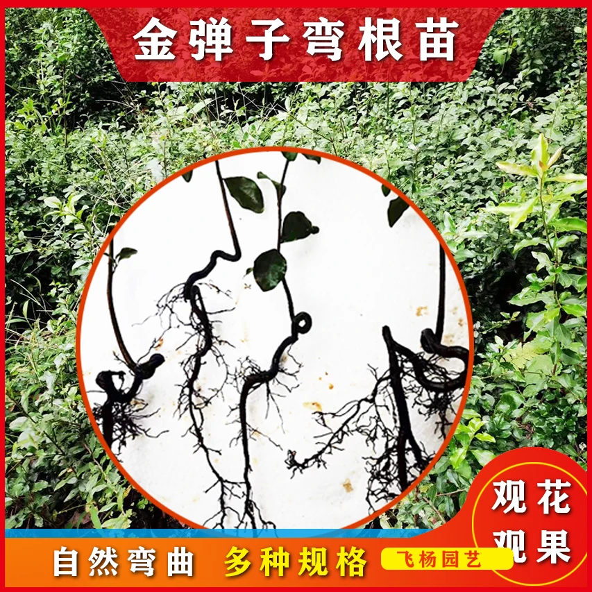 一年生弯根金弹子苗盆栽地栽附石盆景素材庭院种植现挖现发
