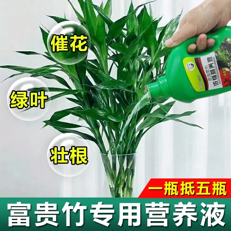 富贵竹营养液专用肥液体肥专治黄叶水培植物营养液通用型盆栽花卉