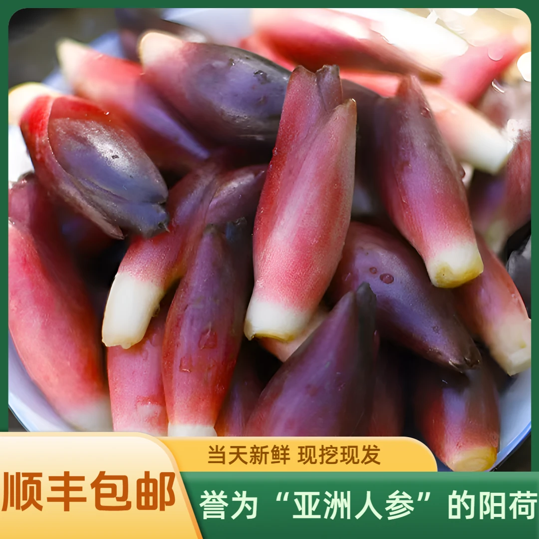 【顺丰包邮阳荷】阳荷姜洋火姜蘘荷山姜莲花姜洋荷野姜观音花阳荷姜