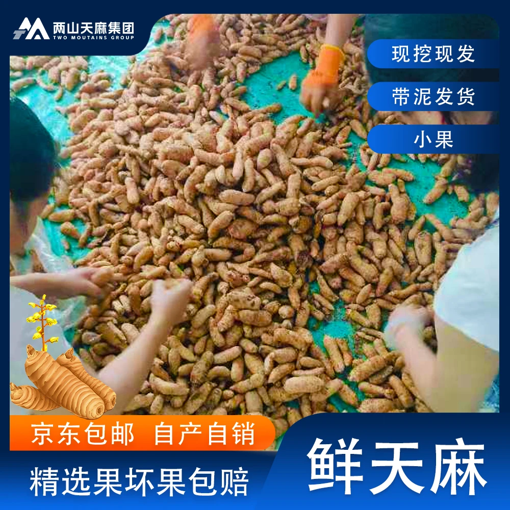毕节大方新鲜天麻 小果1斤  现挖现发 天麻带泥发货