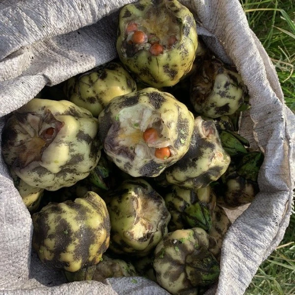 2025苏州水八仙纯手拨鸡头米自产自销芡实250g/袋-1斤