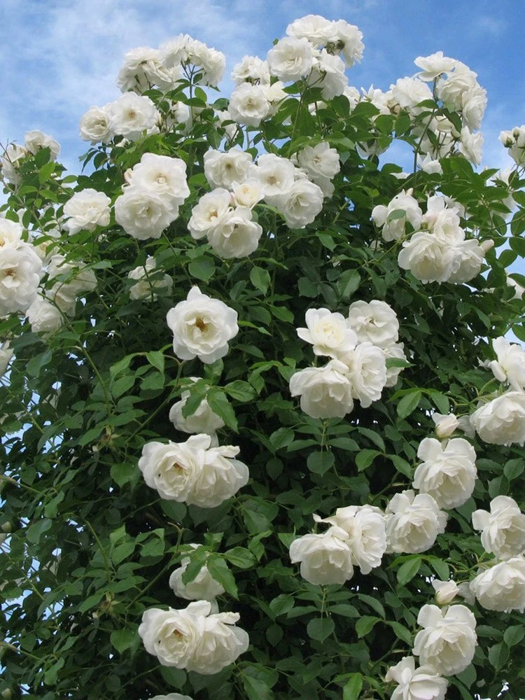 顺丰包邮藤本白色花苗藤冰山阳台庭院爬藤蔷薇四季基地直销精品