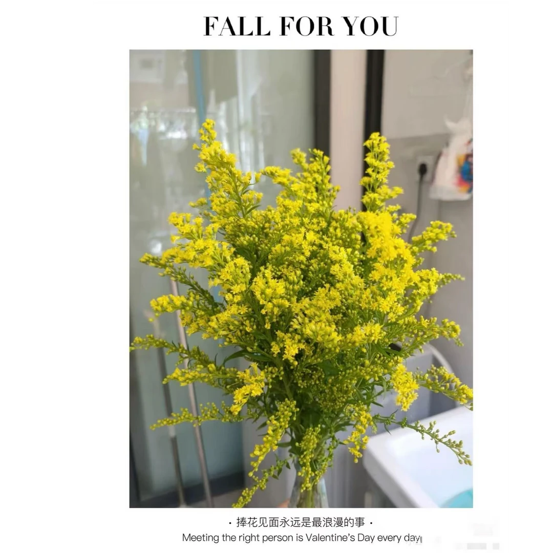 黄英草（百搭花材）