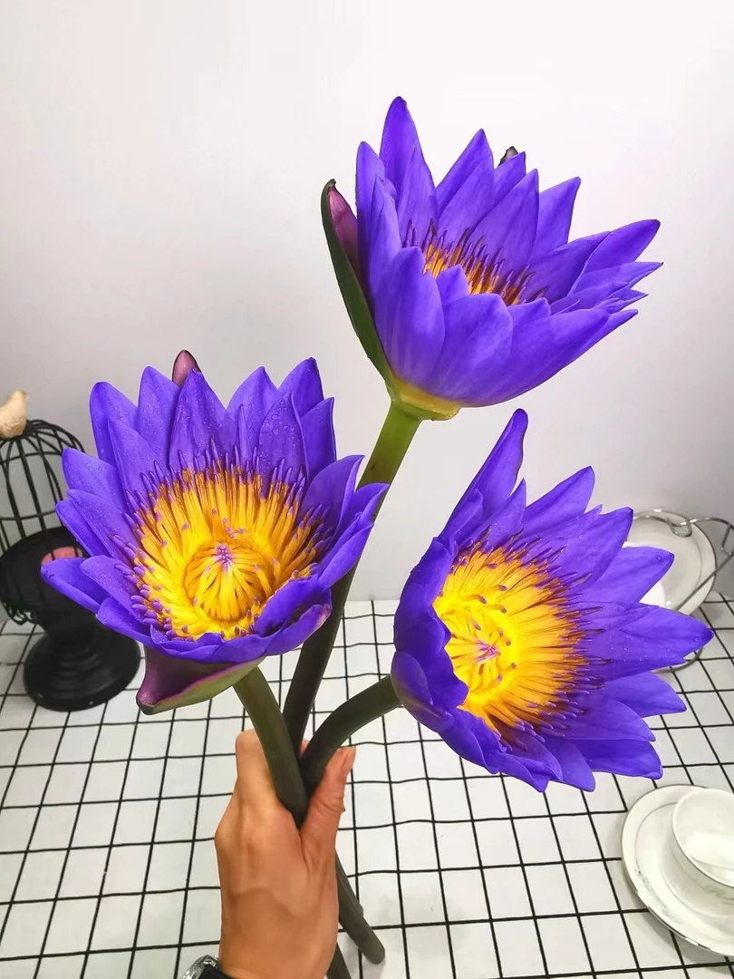 紫色睡莲5枝