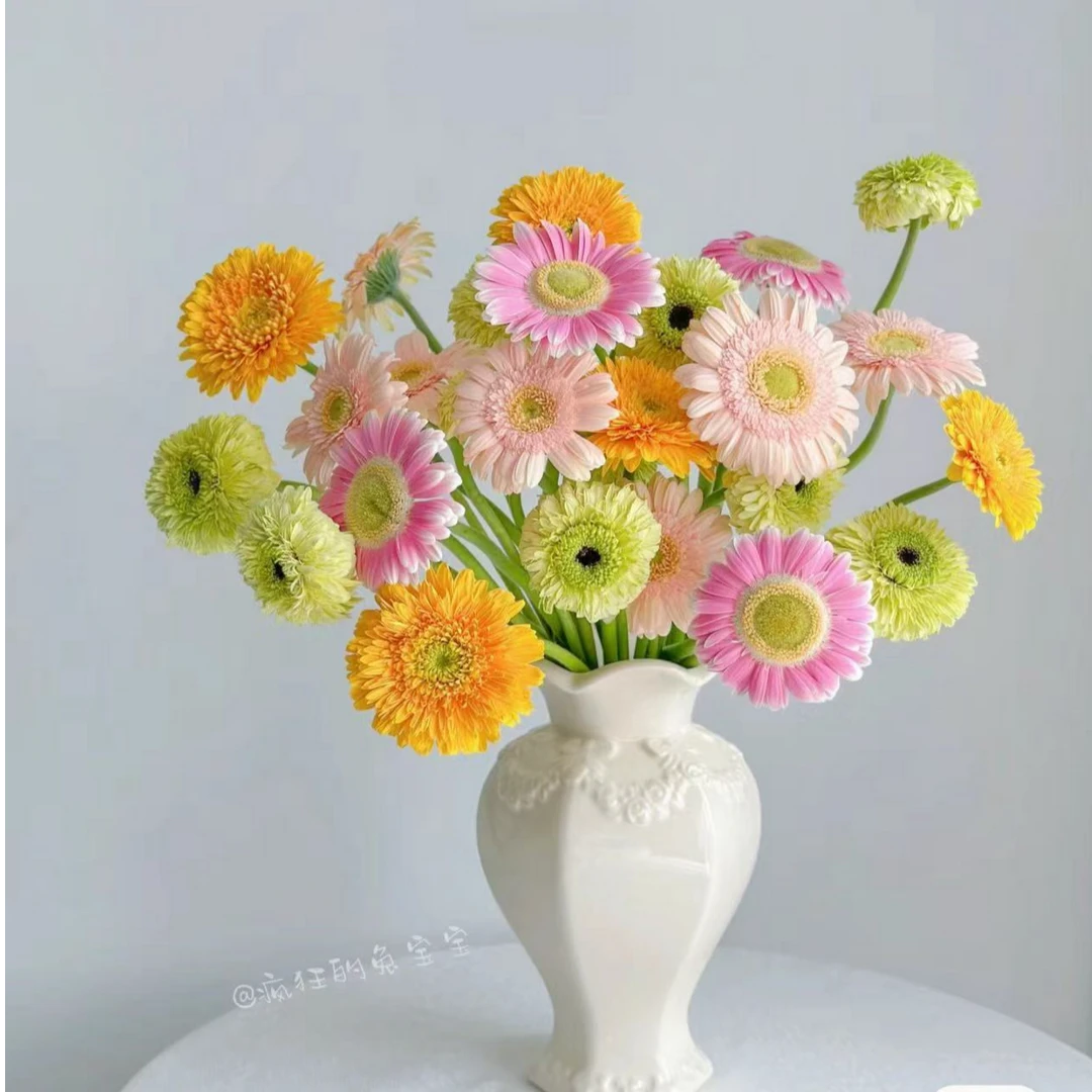 稀有混搭色（扶郎花/非洲菊）颜值爆棚