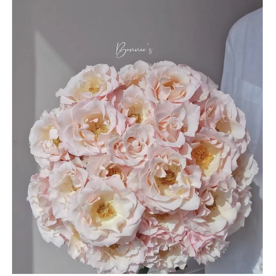 多头卓夫特泡泡玫瑰（稀有小众品种）