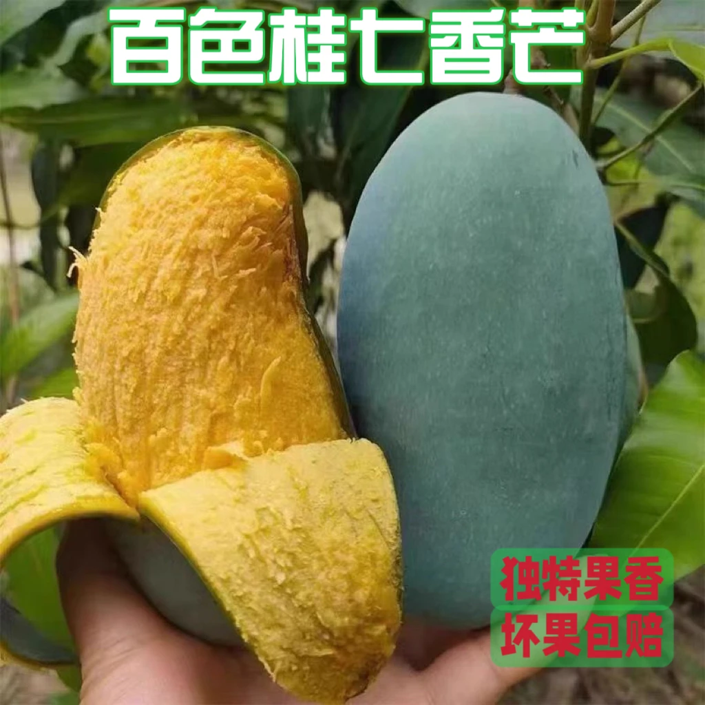 【桂七香芒】5斤广西百色田东老树桂七芒香甜多汁香味浓郁坏果包赔
