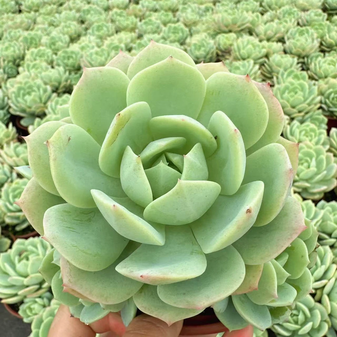 恋曲多肉植物  （满两单包邮云南昆明基地直发）