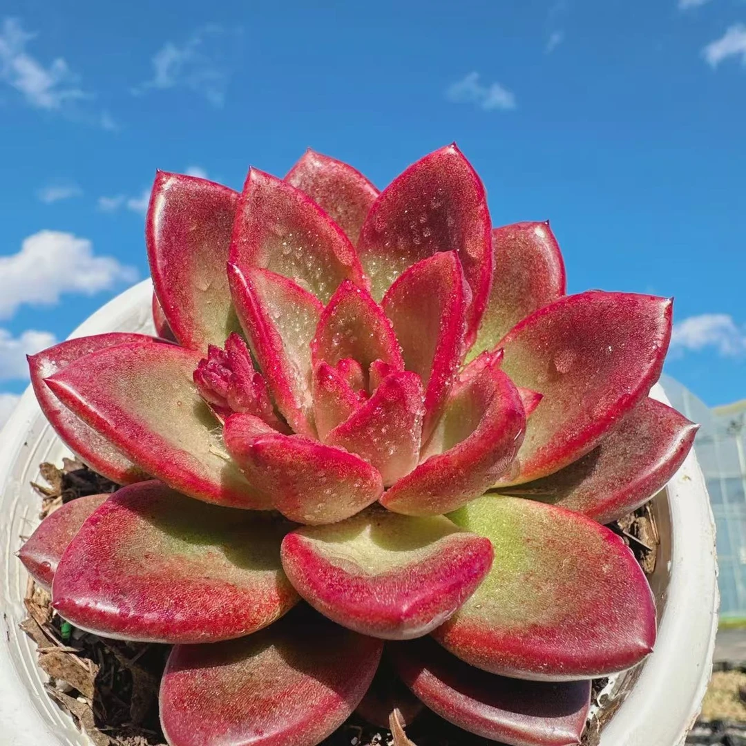 丰沛玫瑰多肉植物（满两单包邮云南昆明基地直发）
