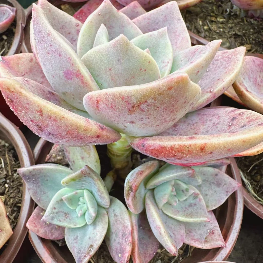 旭鹤多肉植物  （满两单包邮云南昆明基地直发）