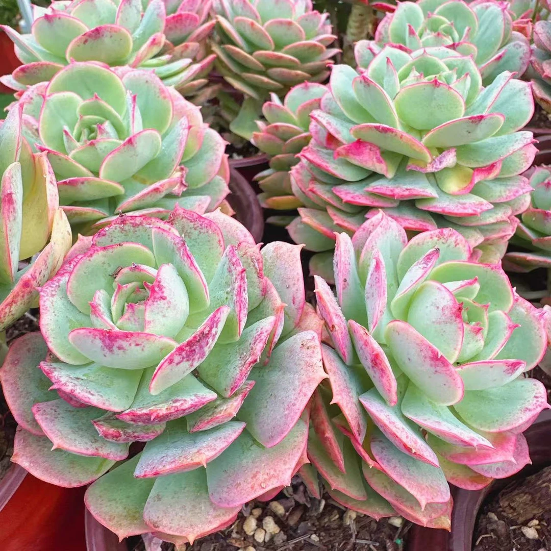 克罗地亚玫瑰多肉植物  （满两单包邮云南昆明基地直发）