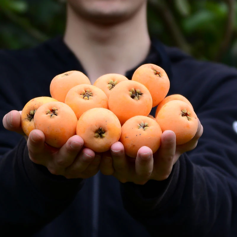 【顺丰】正宗四川米易枇杷琵琶果新鲜孕妇应季水果大枇杷果礼盒整箱