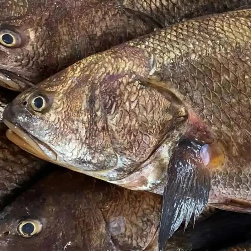 颐膳美 鱼头鱼肚500克