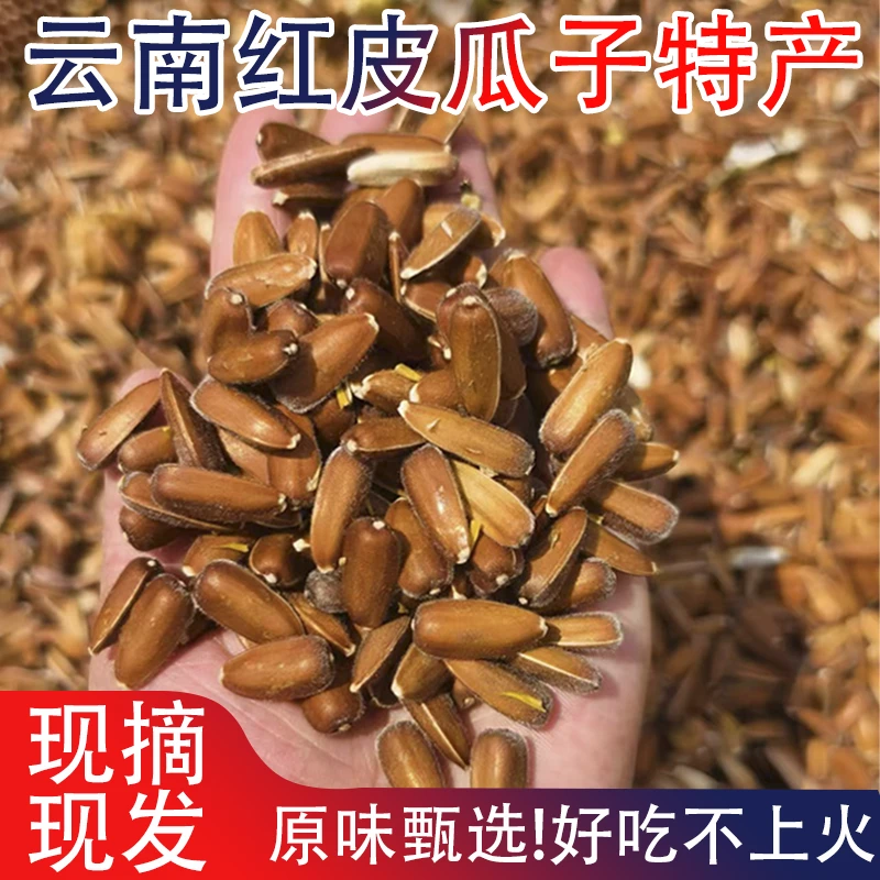 新货云南特产红皮生瓜子大颗粒水果红瓜子农家自种原味甜糯葵花子