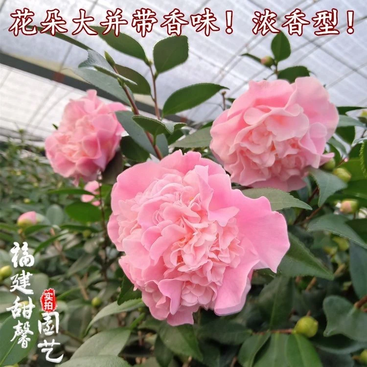 【城以南】浓香型香妃茶花盆栽四季常青带花苞室内耐寒花卉冬季开花