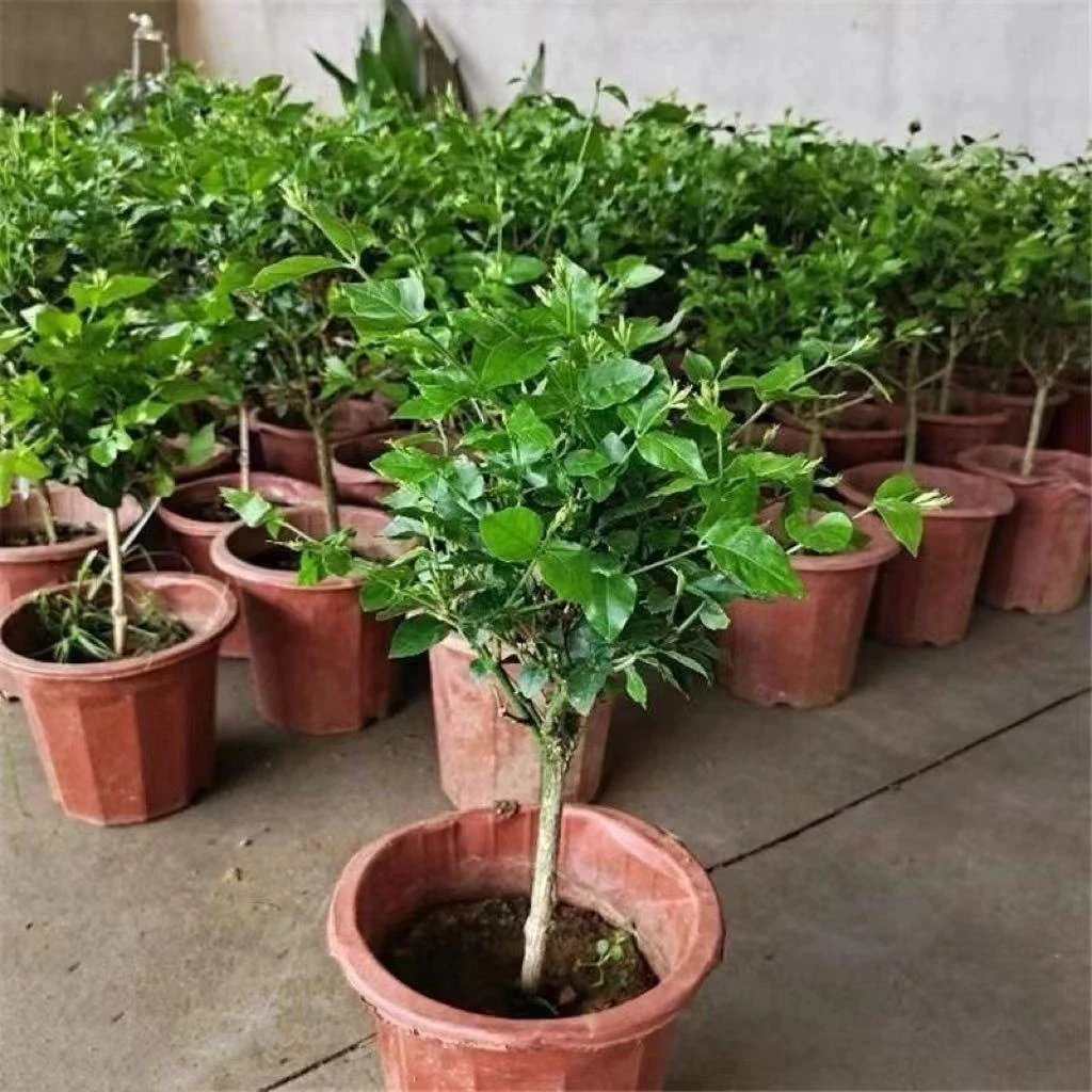 笔尖茉莉花独杆棒糖夏季开花基地直发花卉绿植盆栽地栽老桩带花苞
