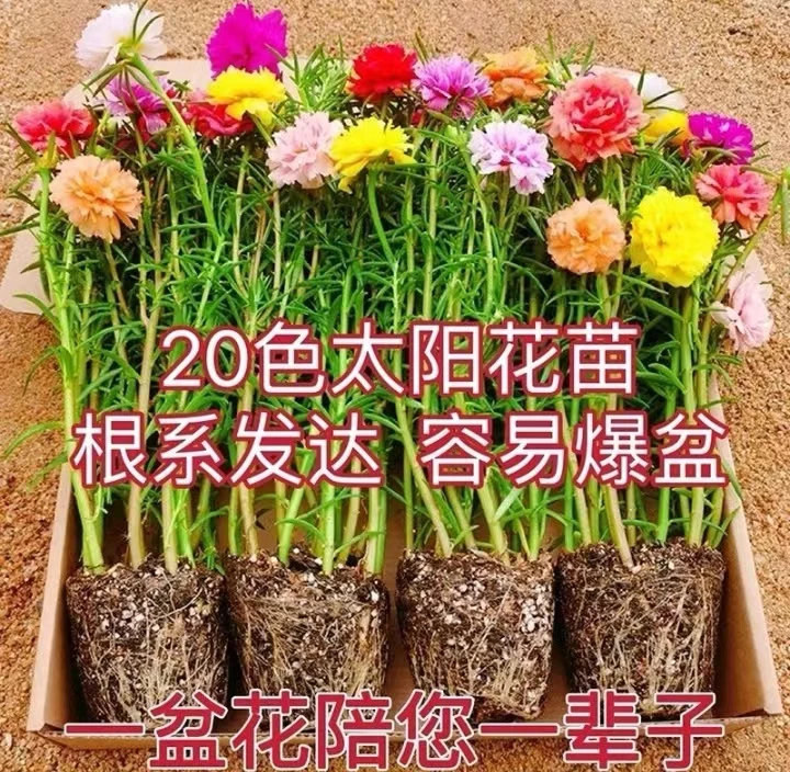 太阳花阳台庭院盆栽地栽耐热耐旱爆花机器基地直发爆盆爆盆容易