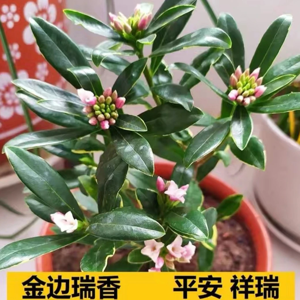 【城南】金边瑞香耐寒盆栽室内室外富贵吉庆满屋飘香花开浓香