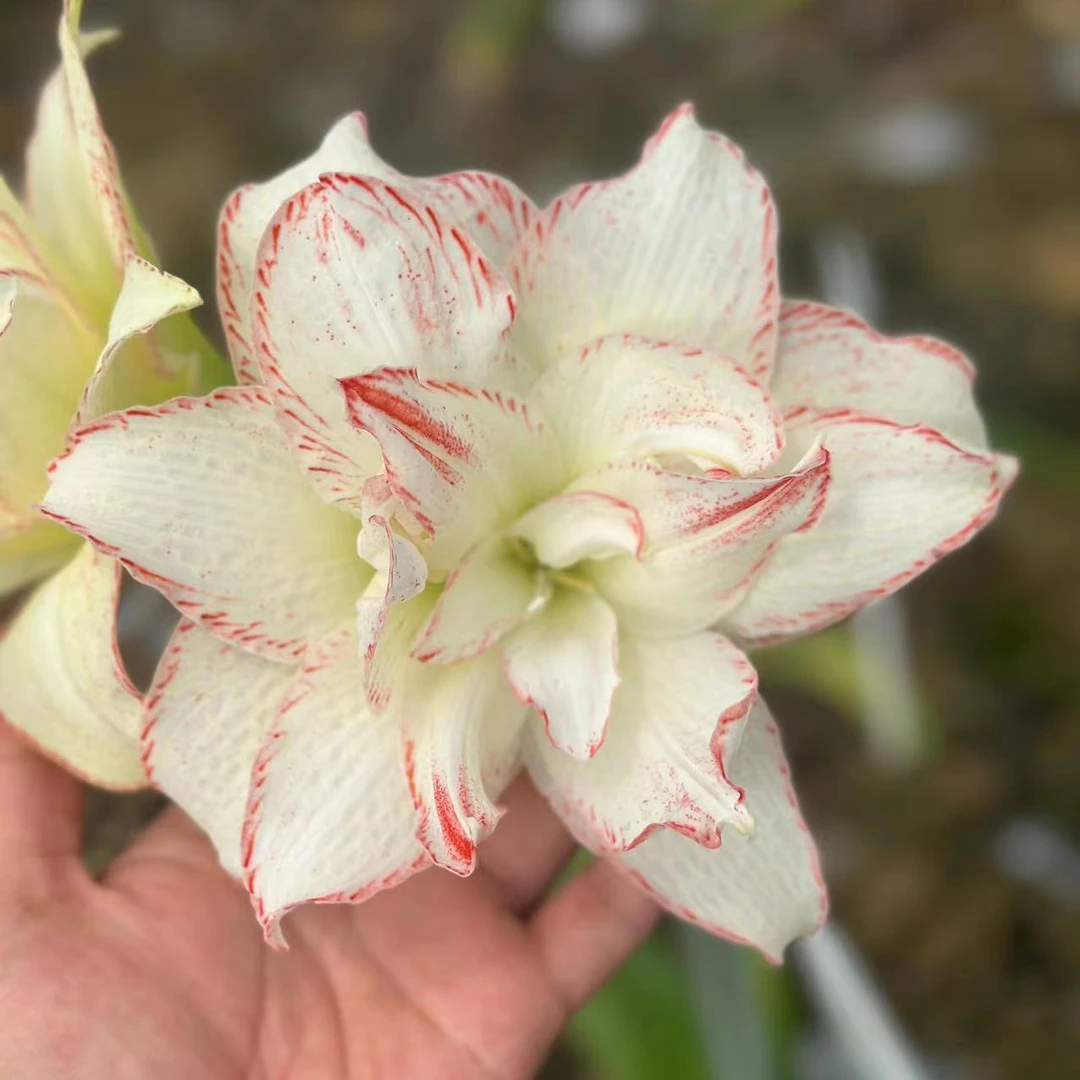 狐狸朱顶红种球 福建发货