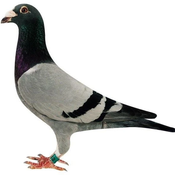 嫩乳鸽子400克现宰保证新鲜