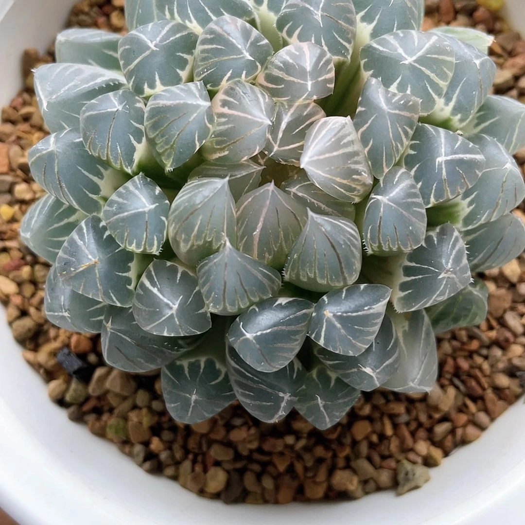 十二卷多肉粉白霓虹灯糊斑