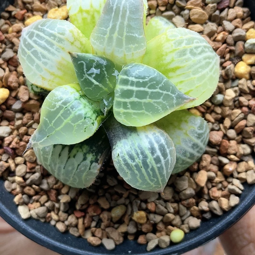 十二卷多肉糊斑水晶101