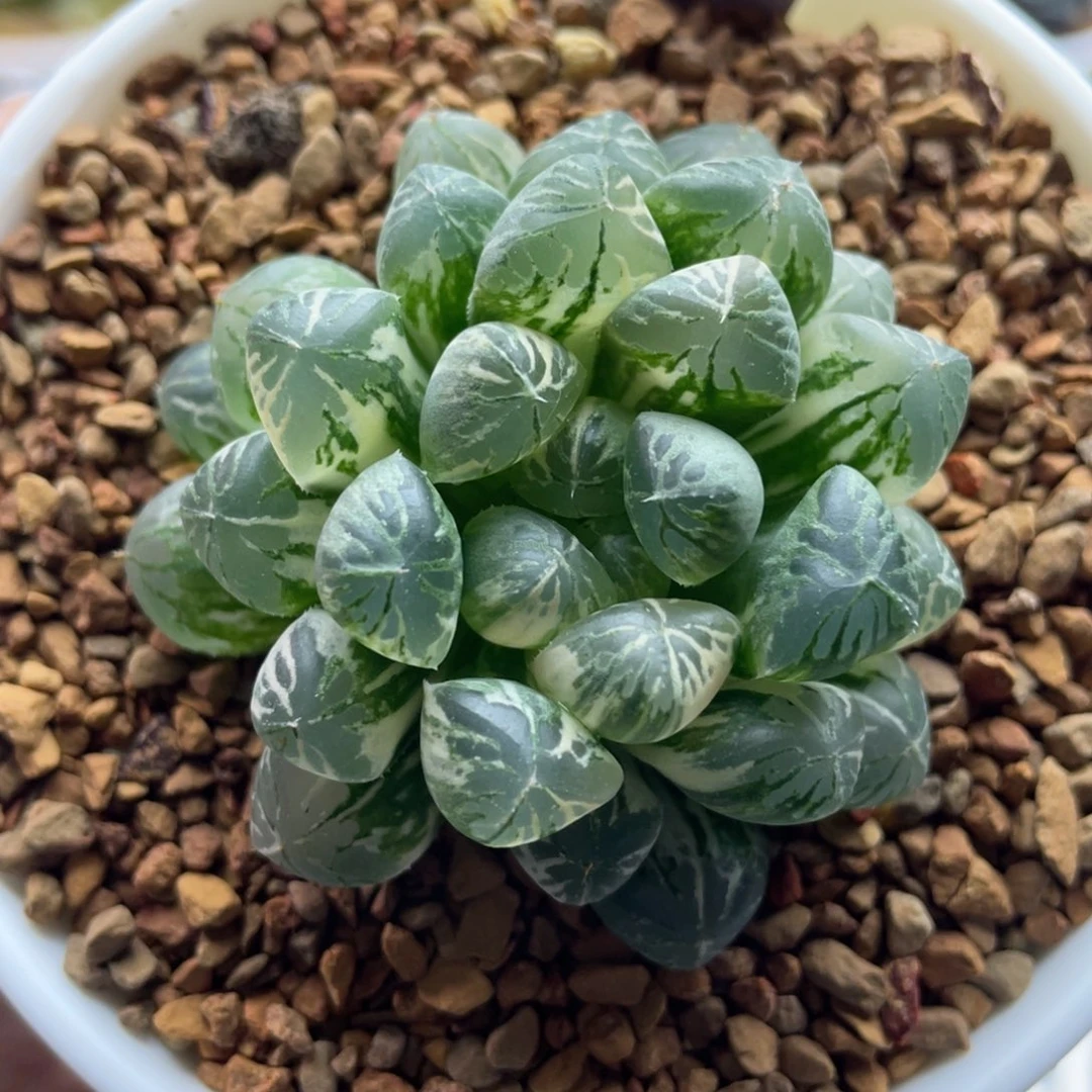 12. 十二卷多肉塑料皮玉露锦。