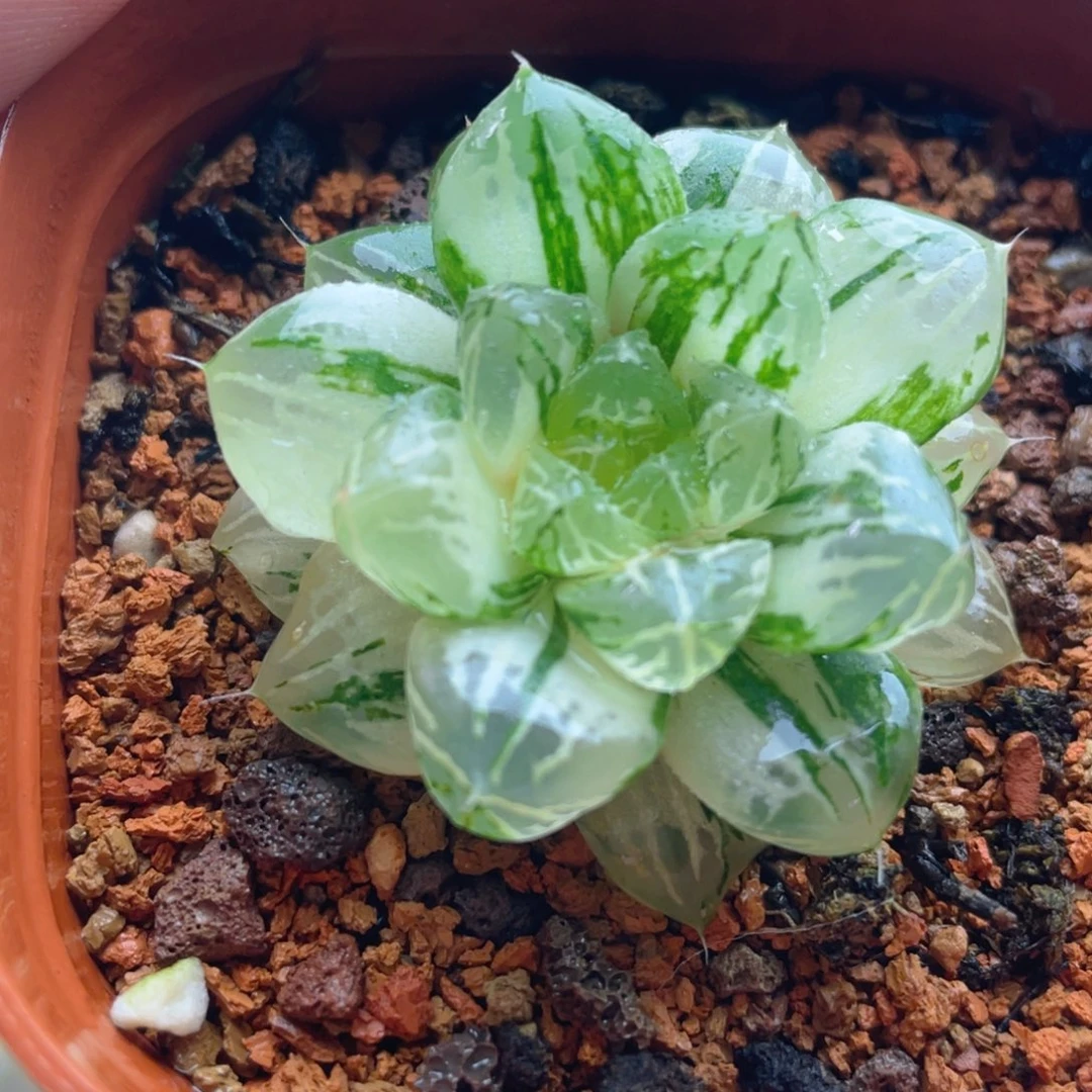 5.十二卷多肉玛琳玉露锦。