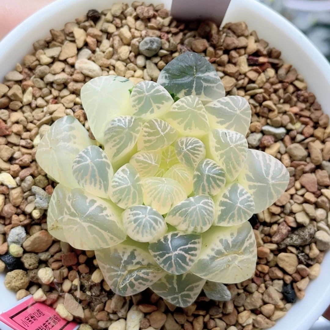 45.糊斑塑料皮玉露锦