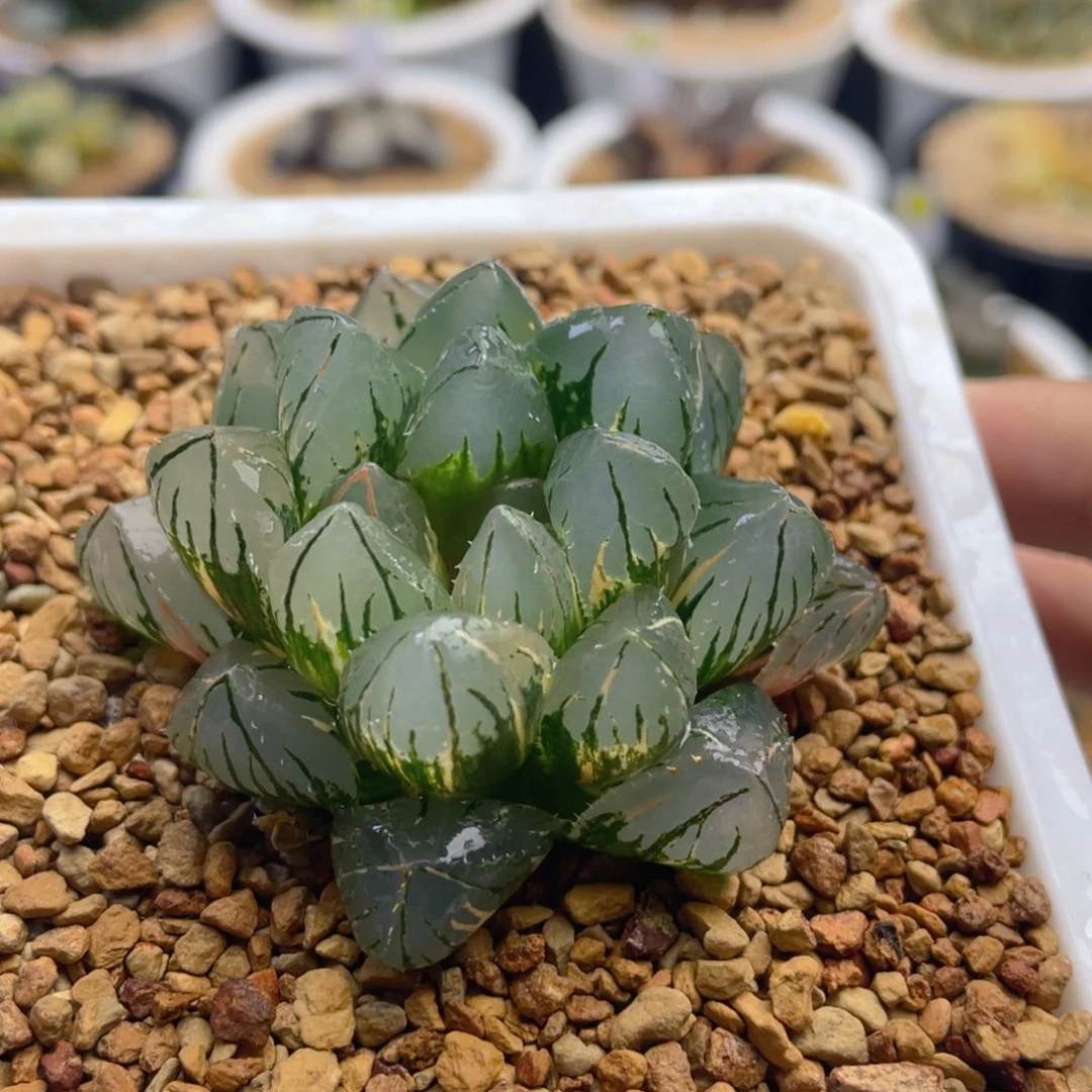 OH3玉露锦 十二卷