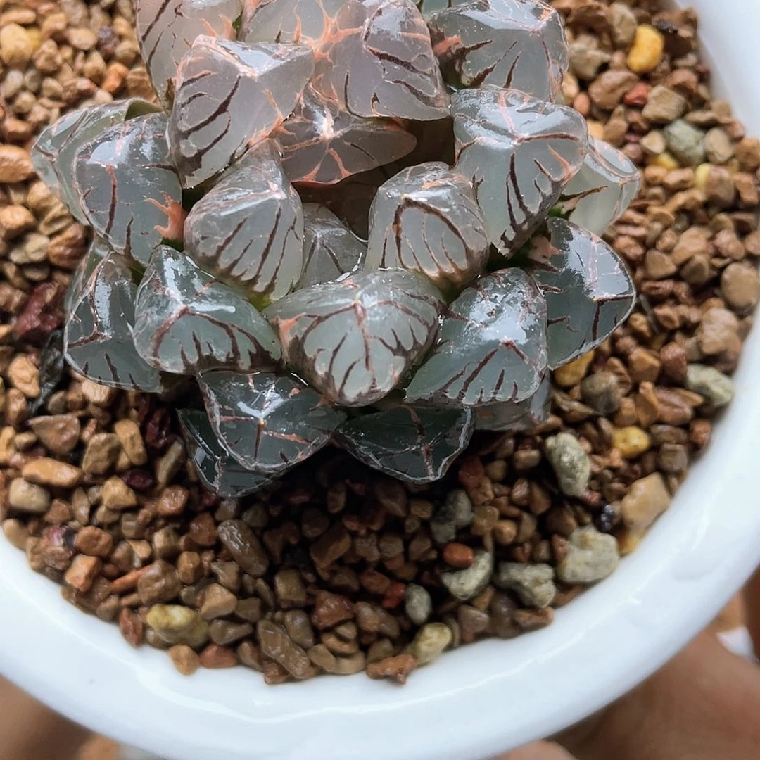 十二卷多肉红太阳玉露锦