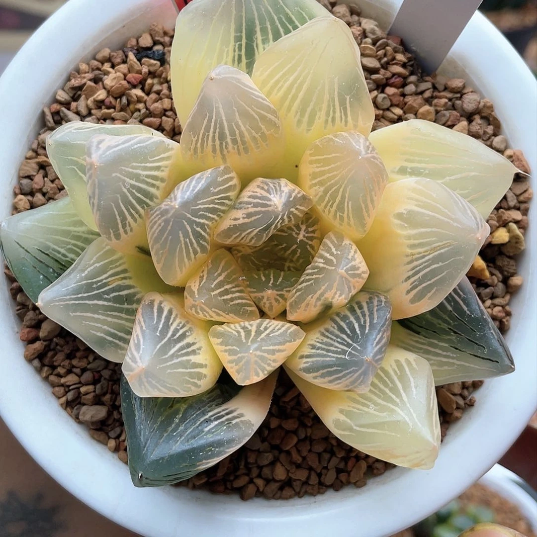 40.   糊斑玉潭母本
