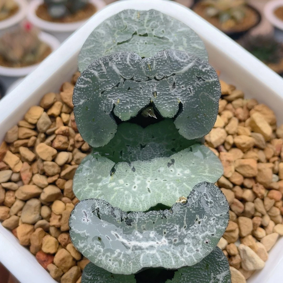 8.大绳帝玉扇。