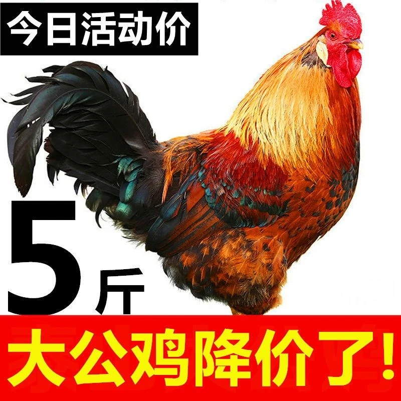 农家散养3年老公鸡正宗活鸡现杀土鸡公鸡新鲜鸡肉鸡笨鸡柴鸡肉质