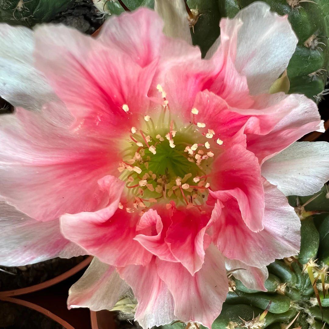 二妹园艺（单头甜心丽花）好花色仙人球满18包邮随机发