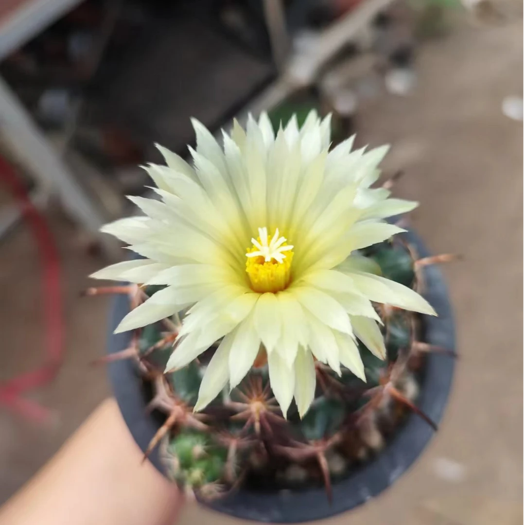 二妹园艺(狮子奋迅)好花色仙人球满18包邮随机发